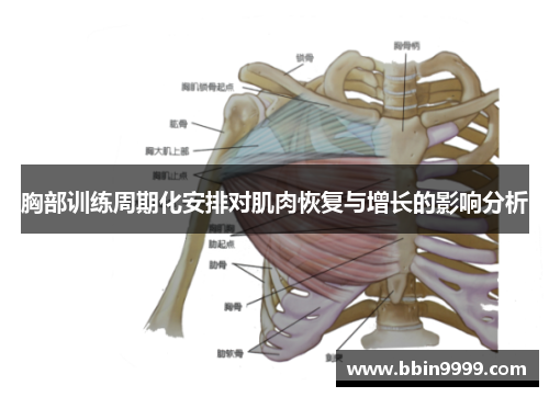 胸部训练周期化安排对肌肉恢复与增长的影响分析